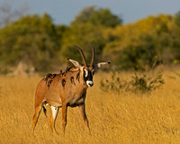 "Botswana
