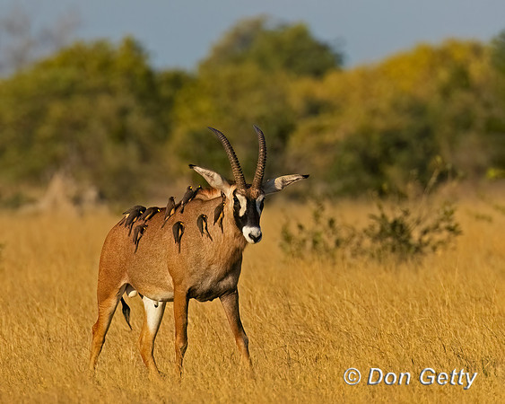 "Botswana