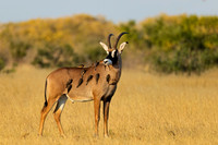 "Botswana