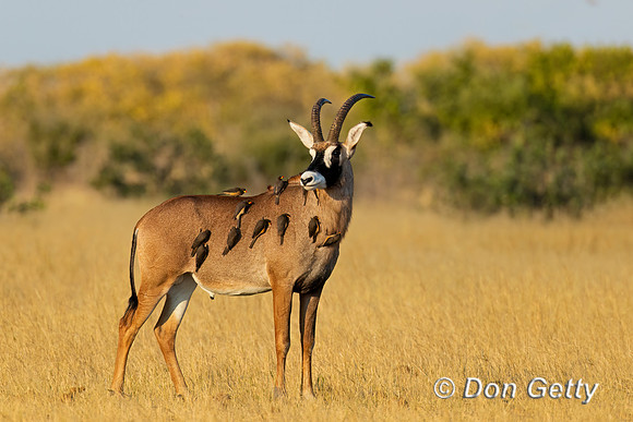 "Botswana