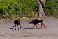 Sable antelope