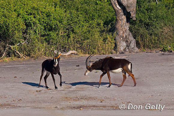 Sable antelope