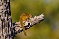 Squirrel, Tree