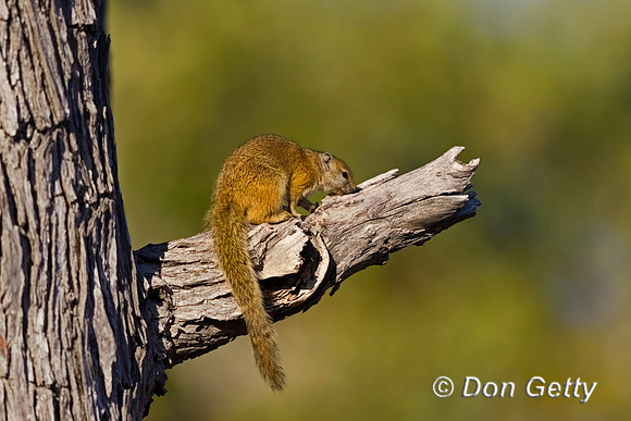 Tree Squirrel