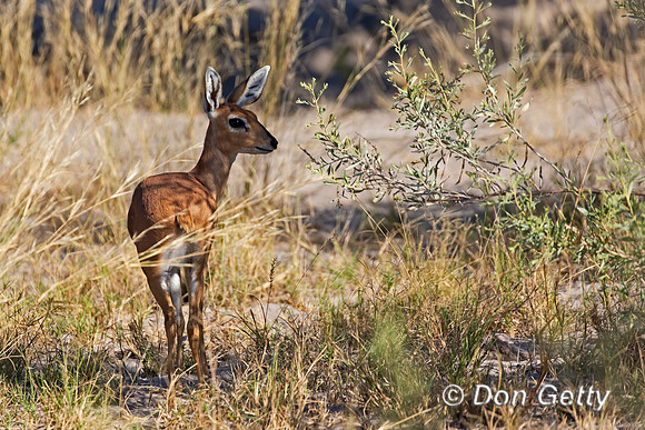 Steenbok