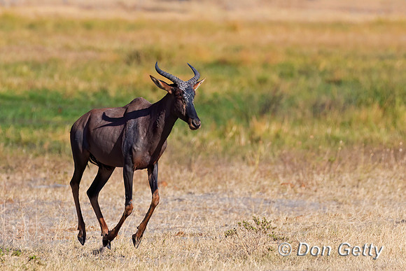 Common Tsessebe
