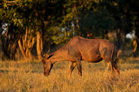 Common Tsessebe