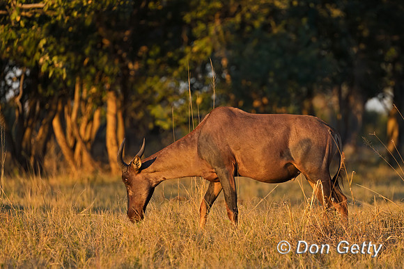 Common Tsessebe