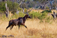 Common Tsessebe