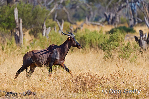 Common Tsessebe