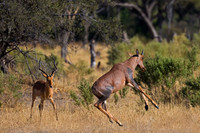 Common Tsessebe