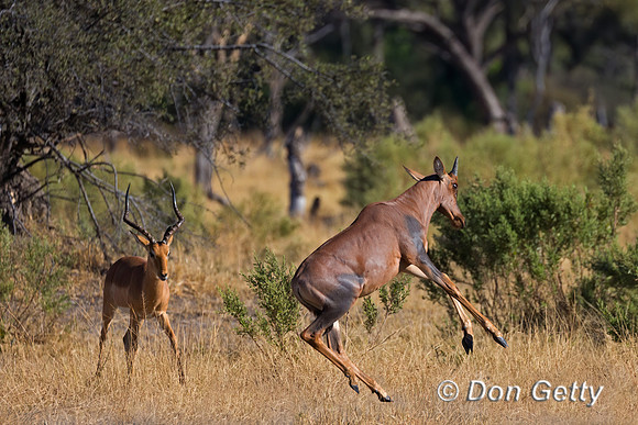 Common Tsessebe