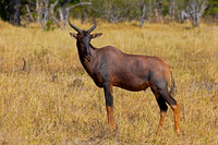 Common Tsessebe