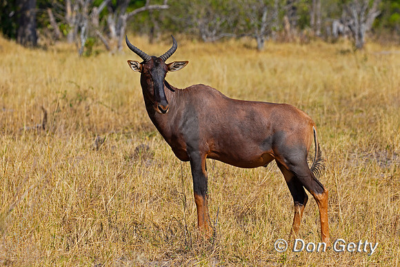 Common Tsessebe