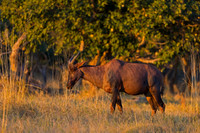 Common Tsessebe