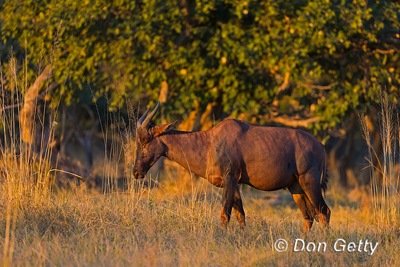 Common Tsessebe