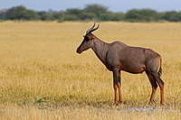Tsessebe, Common