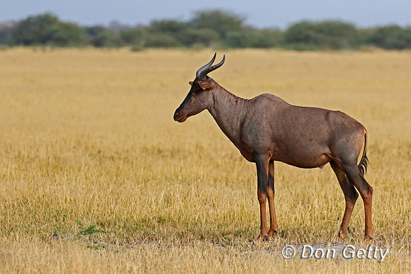 Common Tsessebe