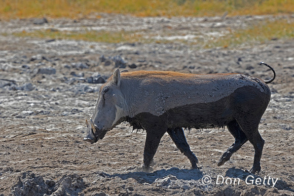 Warthog