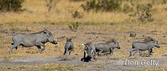 Warthog
