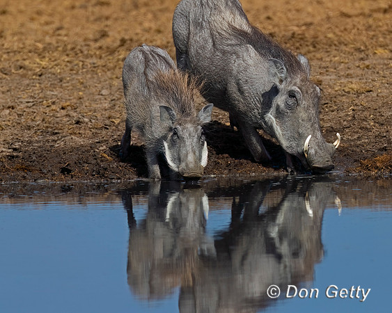 Warthog