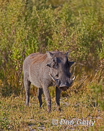 Warthog