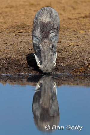 Warthog