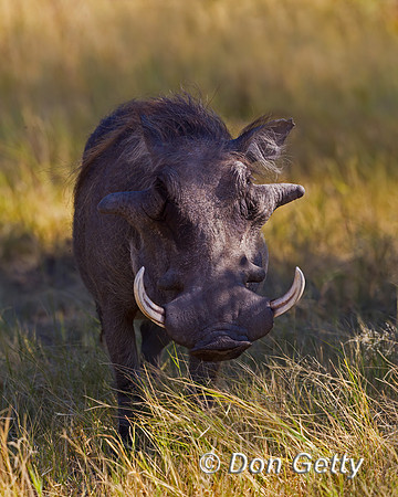 Warthog