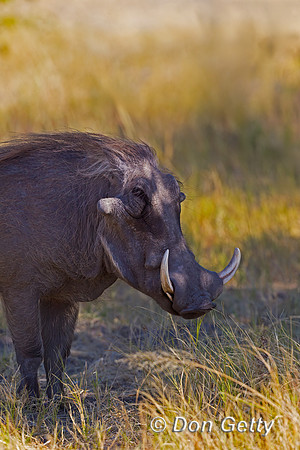 Warthog