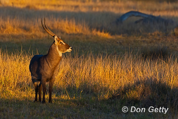 Waterbuck