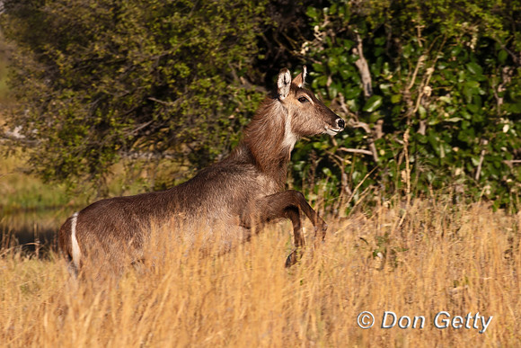 Waterbuck