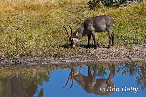 Waterbuck