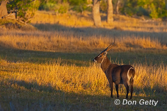 Waterbuck