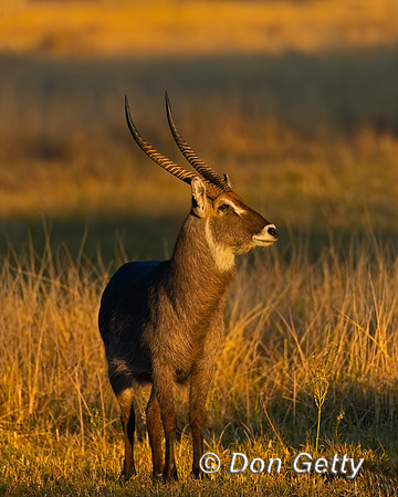 Waterbuck