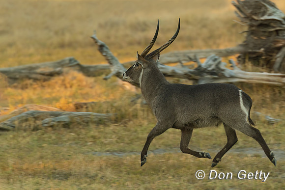 Waterbuck