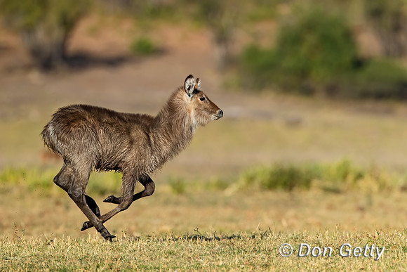 Waterbuck