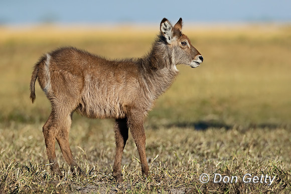 Waterbuck