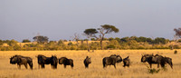 Wildebeest/Gnu