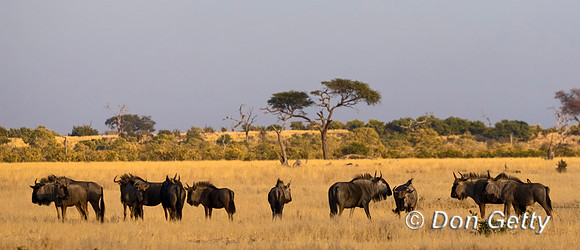 Wildebeest/Gnu