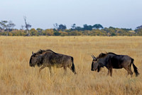 Wildebeest/Gnu