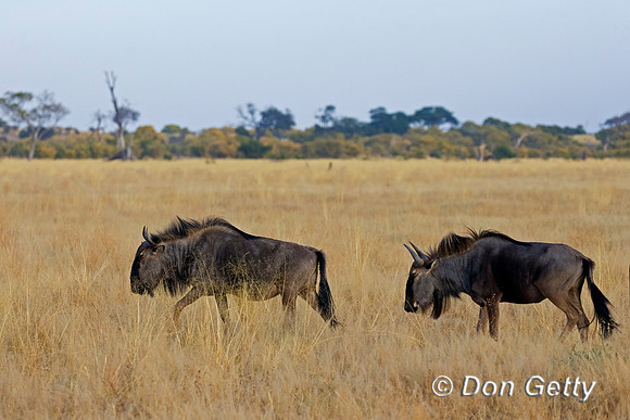 Wildebeest/Gnu