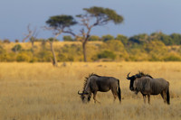 Wildebeest/Gnu