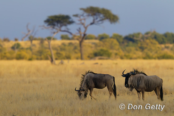 Wildebeest/Gnu