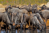 Wildebeest