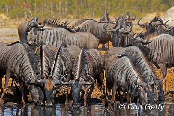 Wildebeest