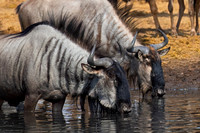 Wildebeest