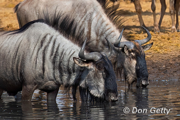 Wildebeest