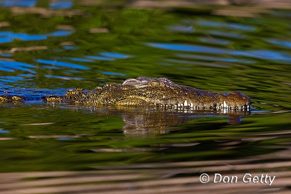 Nile Crocodile