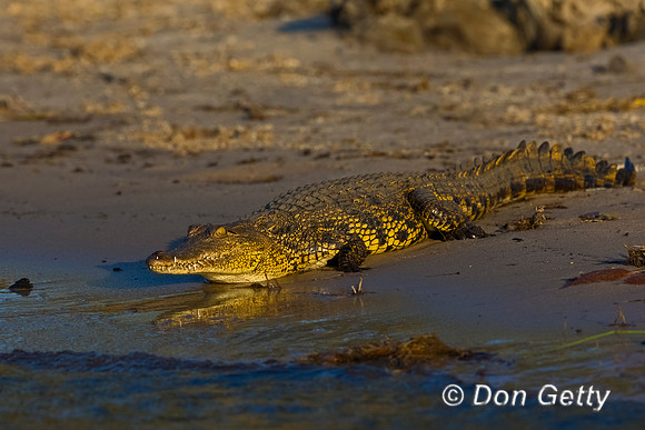 Nile Crocodile