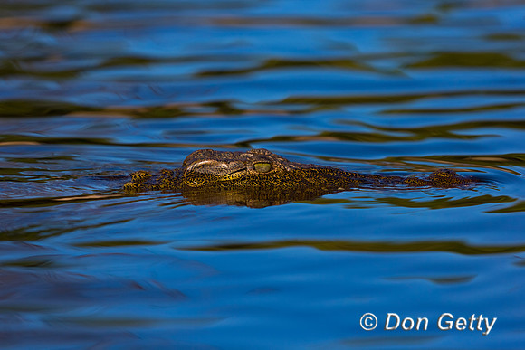 Nile Crocodile
